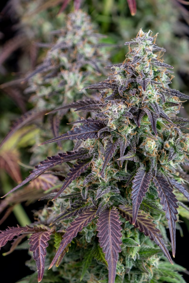 FAST BUDS - LEMON PIE AUTO