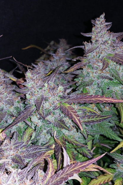 FAST BUDS - FASTBERRY AUTO