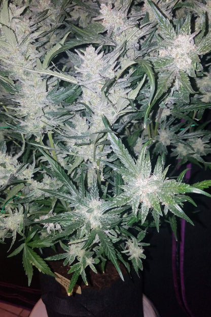 FAST BUDS - MEXICAN AIRLINES AUTO