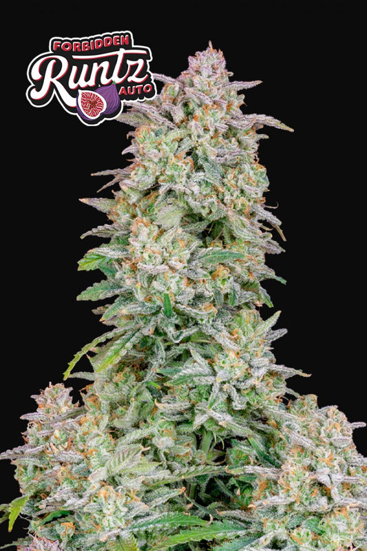 FAST BUDS - FORBIDDEN RUNTZ AUTO