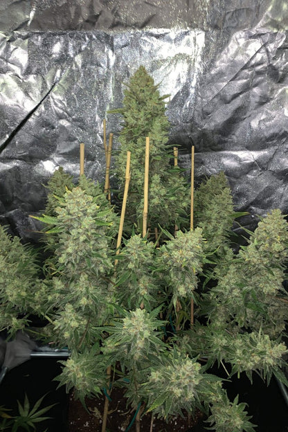 FAST BUDS - OG KUSH AUTO