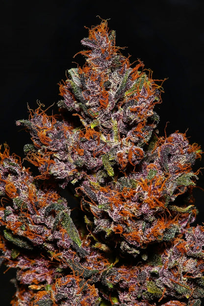 FAST BUDS - CRYSTAL METH AUTO