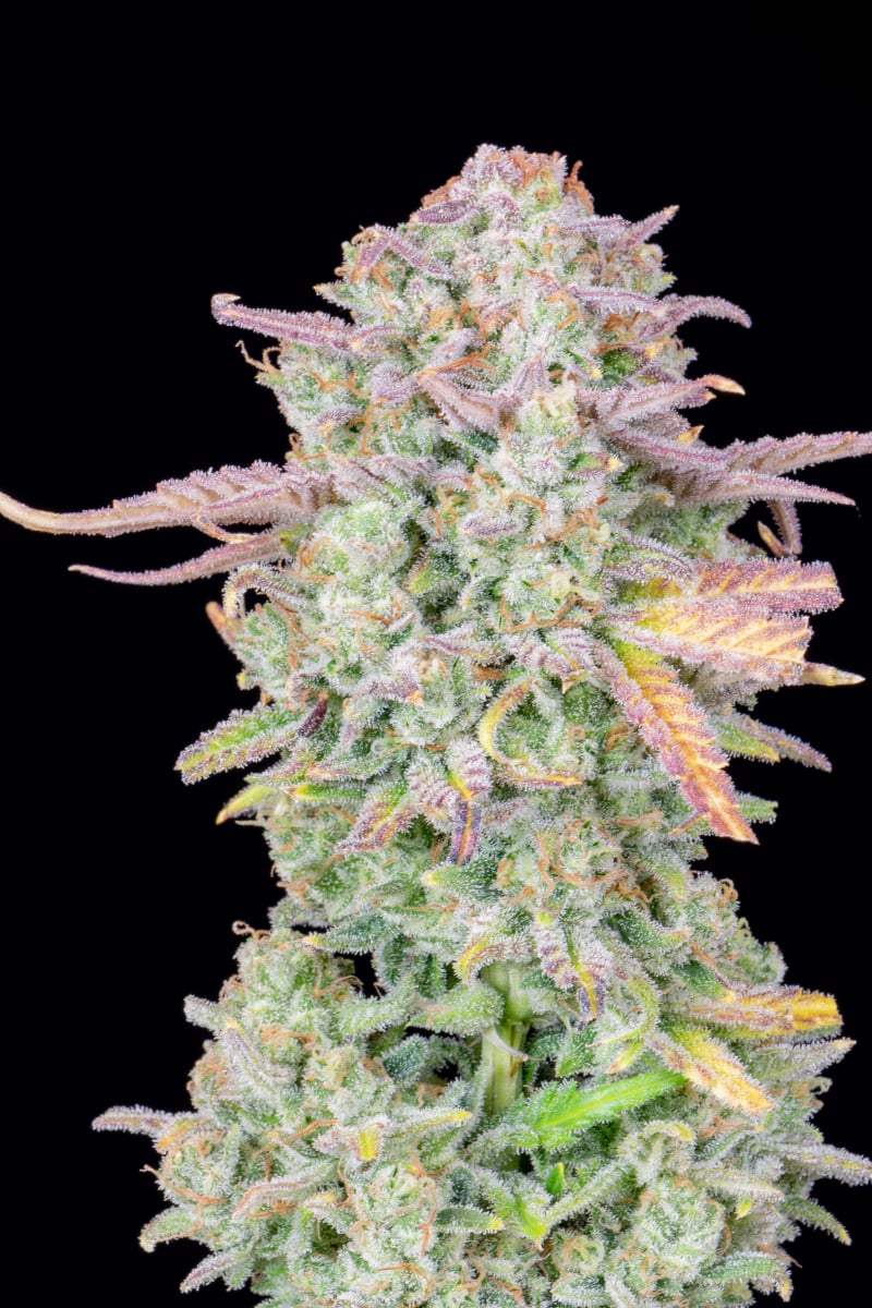 FAST BUDS - TRAINWRECK AUTO