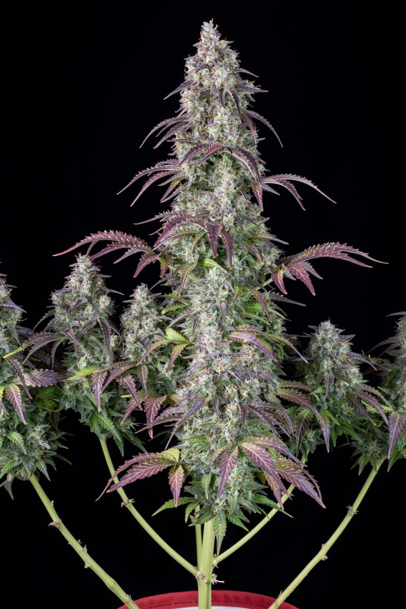 FAST BUDS - LEMON PIE AUTO