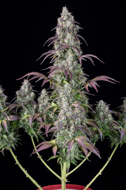FAST BUDS - LEMON PIE AUTO