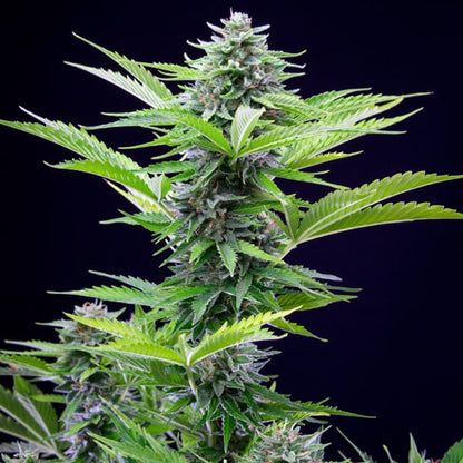 ROYAL QUEEN SEEDS - FAST EDDY AUTO CBD