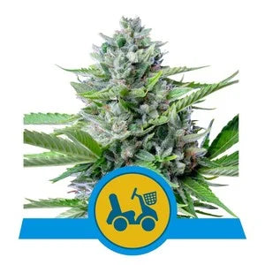 ROYAL QUEEN SEEDS - FAST EDDY AUTO CBD