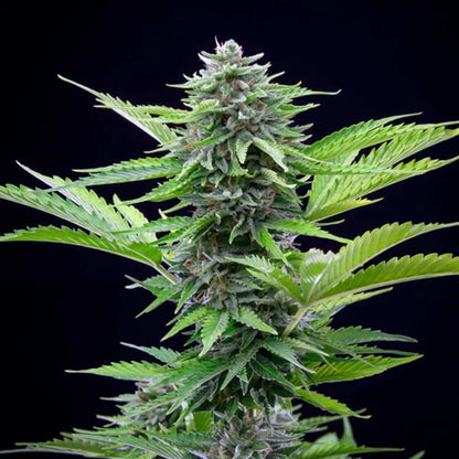 ROYAL QUEEN SEEDS - FAST EDDY AUTO CBD