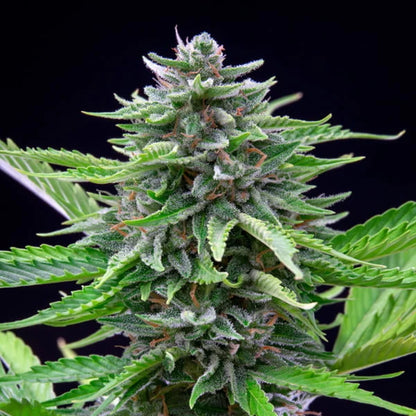 ROYAL QUEEN SEEDS - FAST EDDY AUTO CBD
