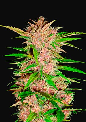 FAST BUDS - FASTBERRY AUTO