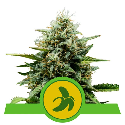 ROYAL QUEEN SEEDS - FAT BANANA AUTO