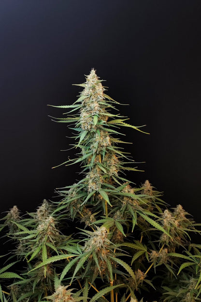 FAST BUDS - SOUR DIESEL AUTO