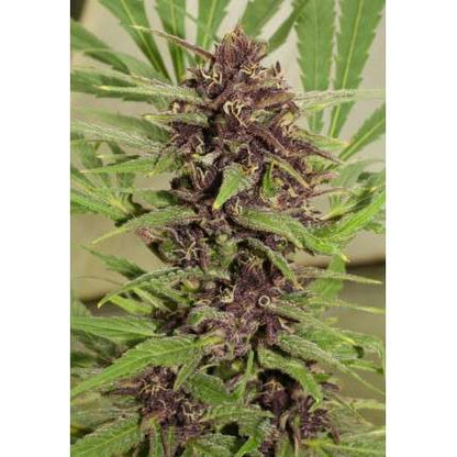 DUTCH PASSION - FRISIAN DEW FEMMINIZZATA