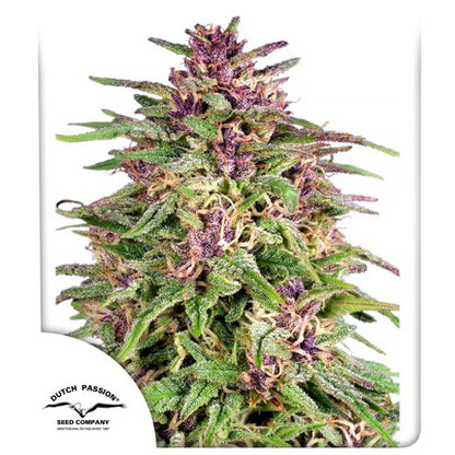 DUTCH PASSION - FRISIAN DEW FEMMINIZZATA
