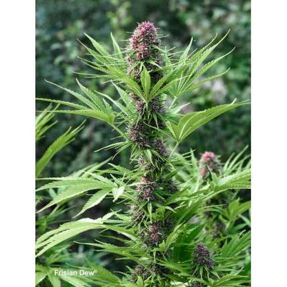 DUTCH PASSION - FRISIAN DEW FEMMINIZZATA