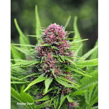 DUTCH PASSION - FRISIAN DEW FEMMINIZZATA