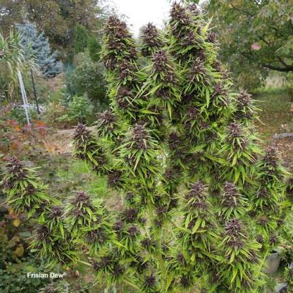 DUTCH PASSION - FRISIAN DEW FEMMINIZZATA