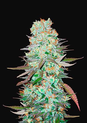 FAST BUDS - G14 AUTO