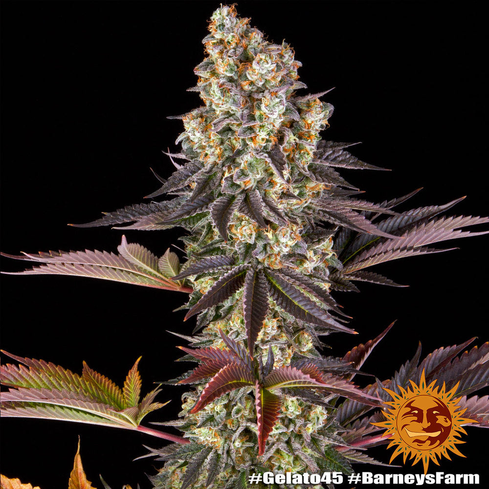 BARNEY'S FARM - BLUE GELATO 41 FEM