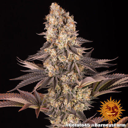 BARNEY'S FARM - BLUE GELATO 41 FEM