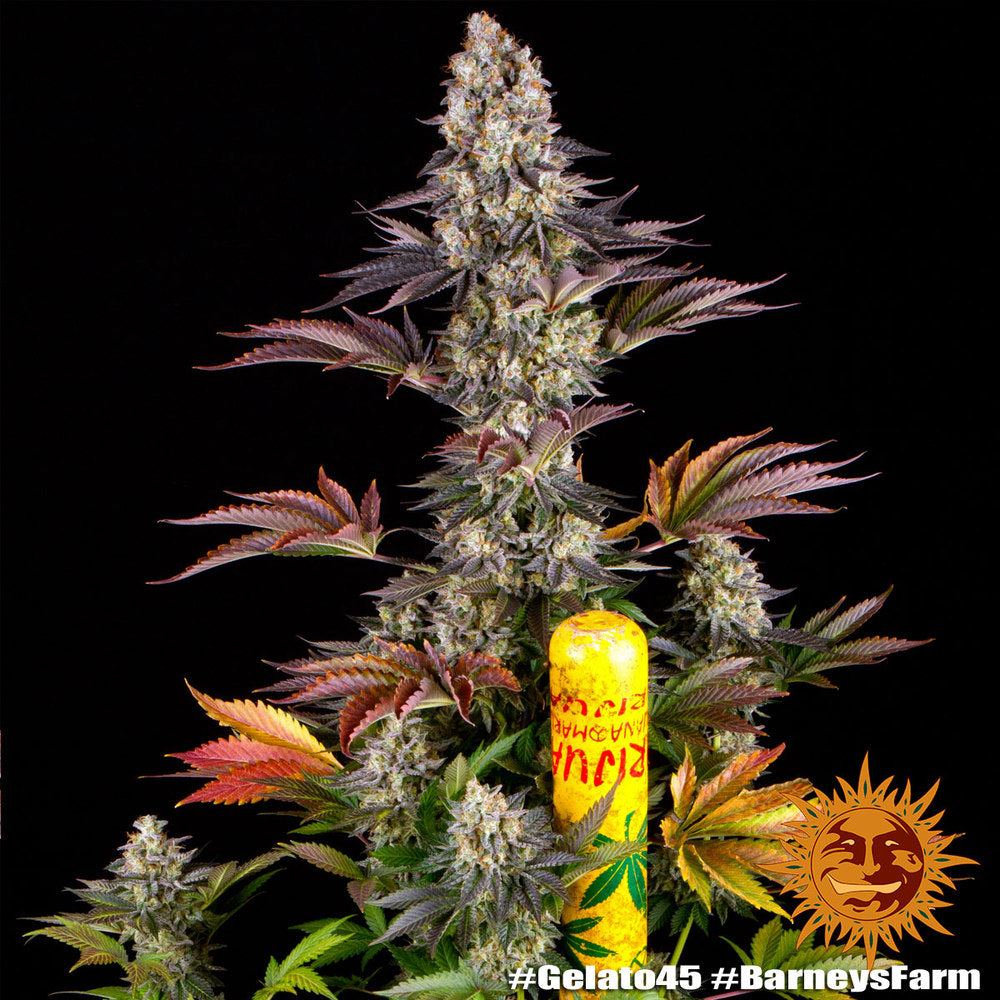 BARNEY'S FARM - BLUE GELATO 41 FEM