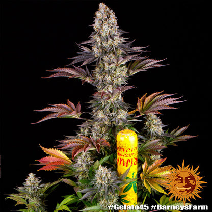 BARNEY'S FARM - BLUE GELATO 41 FEM