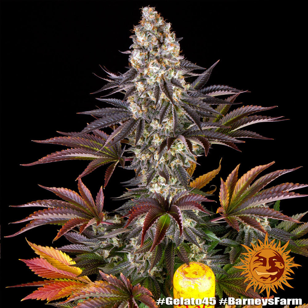 BARNEY'S FARM - BLUE GELATO 41 FEM