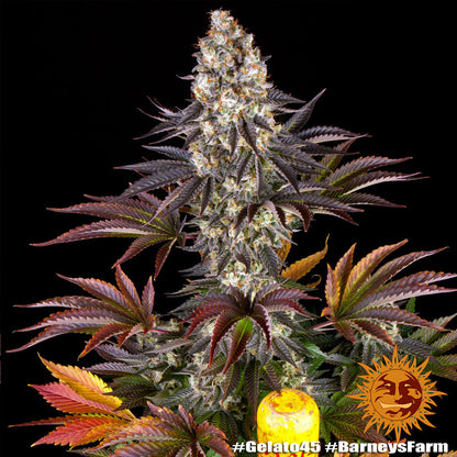 BARNEY'S FARM - BLUE GELATO 41 FEM