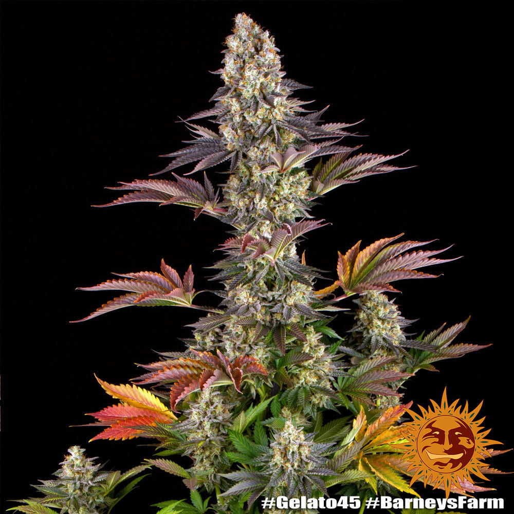 BARNEY'S FARM - BLUE GELATO 41 FEM