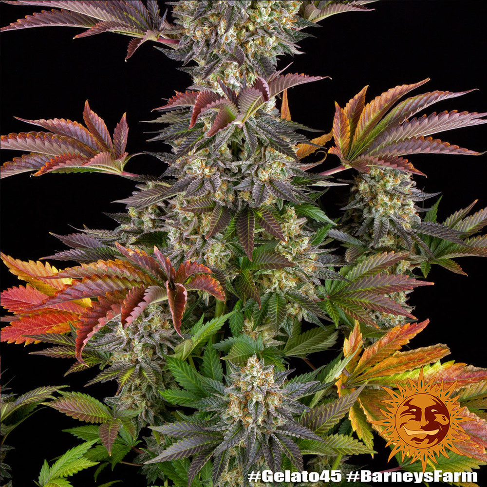 BARNEY'S FARM - BLUE GELATO 41 FEM