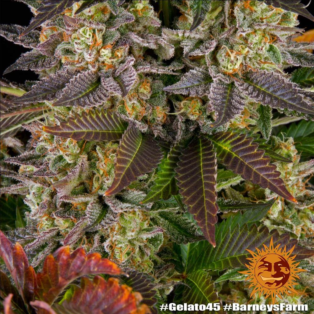 BARNEY'S FARM - BLUE GELATO 41 FEM