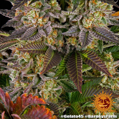 BARNEY'S FARM - BLUE GELATO 41 FEM