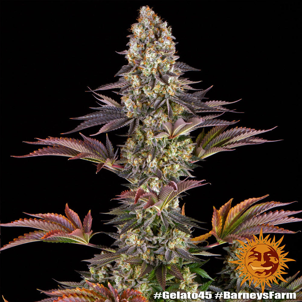 BARNEY'S FARM - BLUE GELATO 41 FEM