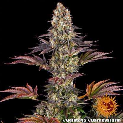BARNEY'S FARM - BLUE GELATO 41 FEM