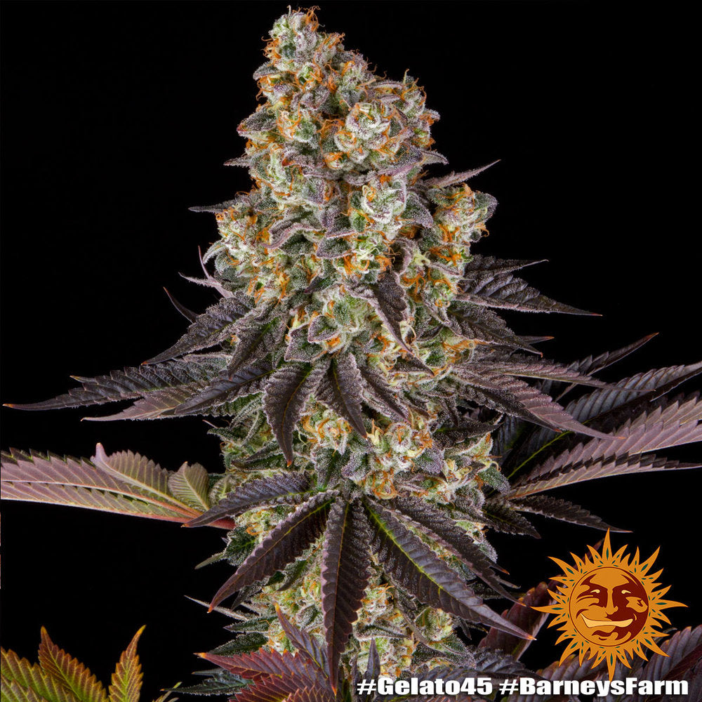 BARNEY'S FARM - BLUE GELATO 41 FEM