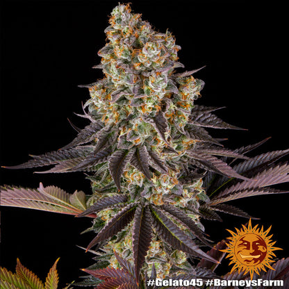 BARNEY'S FARM - BLUE GELATO 41 FEM