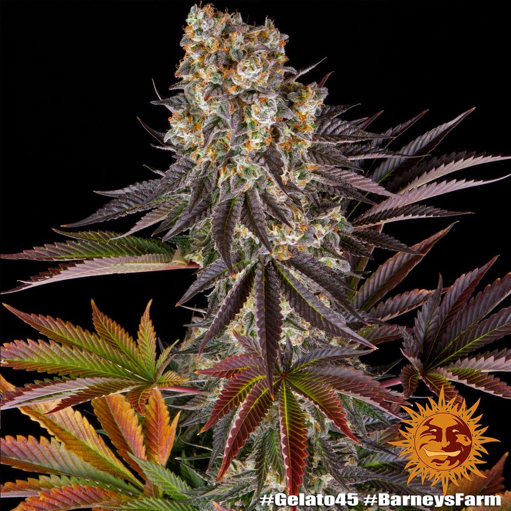 BARNEY'S FARM - BLUE GELATO 41 FEM