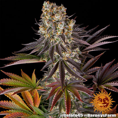 BARNEY'S FARM - BLUE GELATO 41 FEM