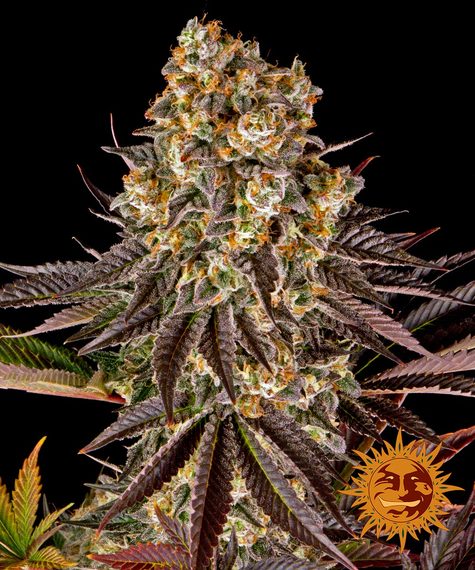 BARNEY'S FARM - BLUE GELATO 41 FEM
