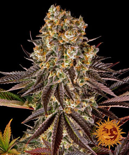 BARNEY'S FARM - BLUE GELATO 41 FEM