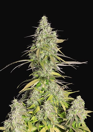 FAST BUDS - GIRL SCOUT COOKIES AUTO