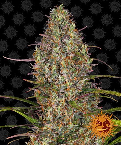 BARNEY'S FARM - GLUE GELATO AUTO