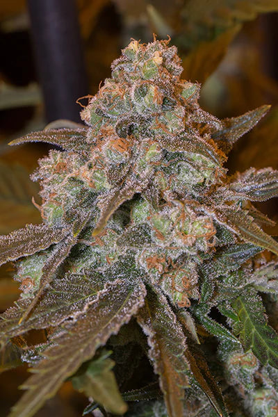 Silent Seeds - GORILLA FROST