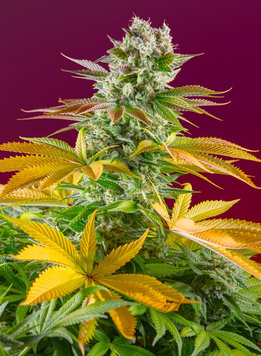 SWEET SEEDS - GORILLA GIRL - F1 FAST VERSION