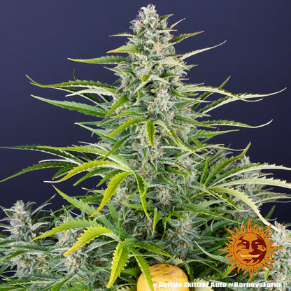 BARNEY'S FARM - GORILLA ZKITTLEZ AUTO