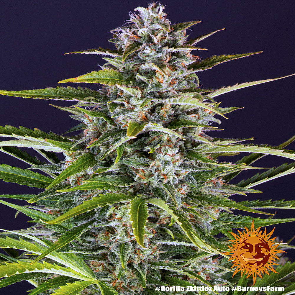 BARNEY'S FARM - GORILLA ZKITTLEZ AUTO