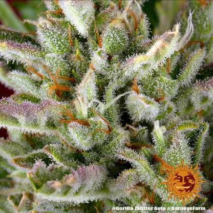 BARNEY'S FARM - GORILLA ZKITTLEZ AUTO