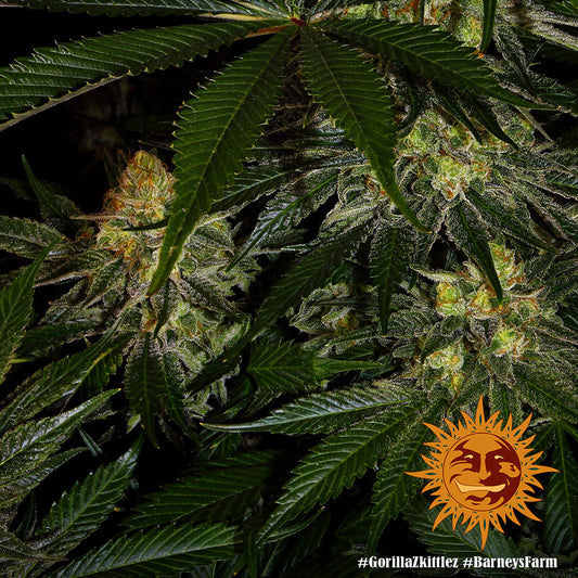 BARNEY'S FARM - GORILLA ZKITTLEZ FEM