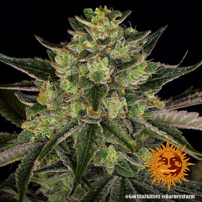 BARNEY'S FARM - GORILLA ZKITTLEZ FEM