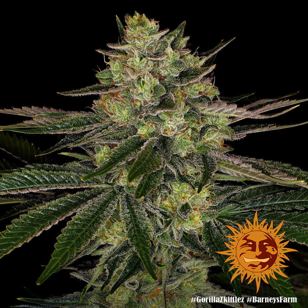 BARNEY'S FARM - GORILLA ZKITTLEZ FEM